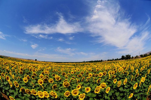 china blue sky cloud sun plant flower field weather sunny fisheye mel sunflowers melinda gansu 向日葵 甘肅 hbm 太陽花 chanmelmel melindachan