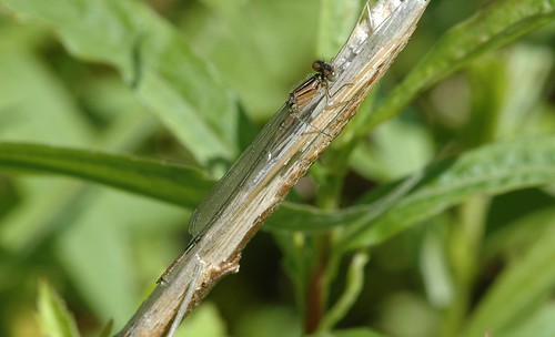 insects odonata coenagrionidae