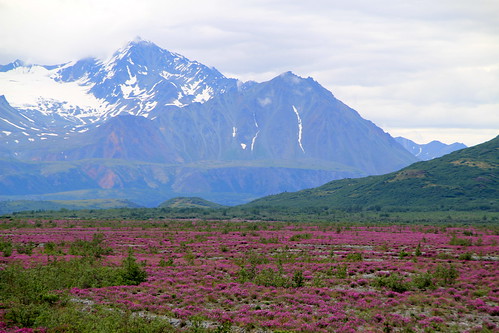 pink snow mountains green alaska clouds river landscape valley wildflowers wildsweetpea blackrapids scentedair lowerdeltariver hedysarummackenziei