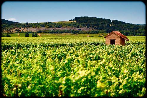 france digital canon burgundy roadtrip vineyards bourgogne f28 côtedor 50d vignobles routedesgrandscrus tamronapaf2875mmf28xrdi