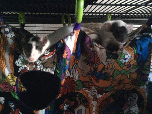 Pixel &amp; Kali in their Day of the Dead Playhouse