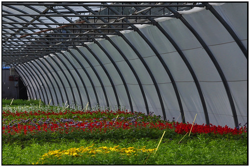 flowers fleurs greenhouse greenhouses serres d90 nikon1685mm