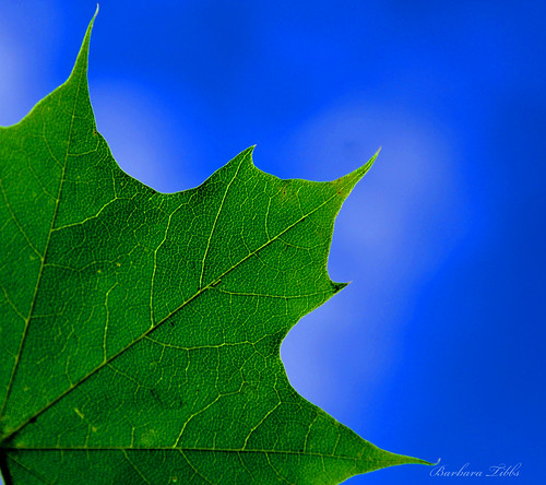 blue macro green closeup leaf nikon bluesky mapleleaf minimalism sandpoint northidaho d40x macromondays