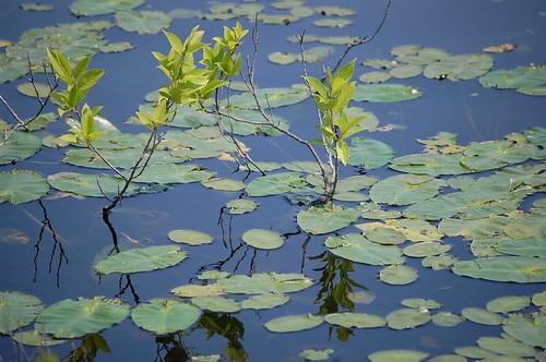 plant water leaves japan hokkaido marsh sarobetsu