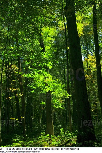 park autumn trees tree fall forest automne season log woods timber indianapolis herbst træ indiana boom árbol otoño 秋 木 albero autunno arbre árvore strom baum outono träd indianapolisindiana puno eaglecreek 秋天 осень eaglecreekpark koks urbanpark 樹 가을 drzewo 2011 나무 jezevec mti arbore “de вал δέντρο φθινόπωρο badger23 herfst” 20111003