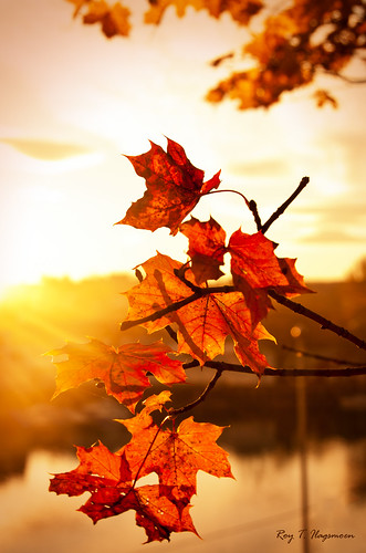 morning autumn light sun leaves sunrise leaf nikon nikkor iphonewallpaper retinadisplay
