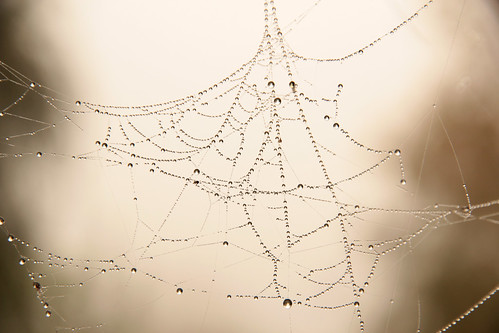 macro spider web drop drip tear