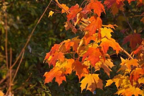 autumn trees sky sun ontario canada tree fall nature beautiful silhouette sunrise maple colours foliage peterborough