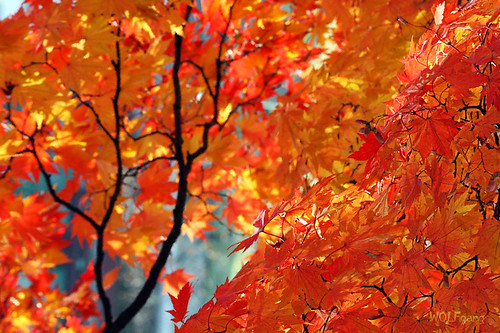 autumn tree nature korea christian seoul gyeongbokung