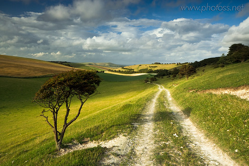 road uk shadow summer england sun tree green nature beautiful field grass clouds rural landscape sussex countryside nationalpark afternoon cloudy britain country sunny wideangle hills fields lone winding undulation solitary rolling southdowns hawthorn bucolic undulating billowing telscombe mountcaburn nohdr