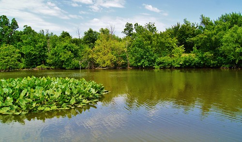 lake green oklahoma water paul zoo pond g lillies tulsa newton