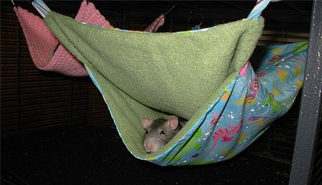 Rhinelander Rat Rescues Hammies