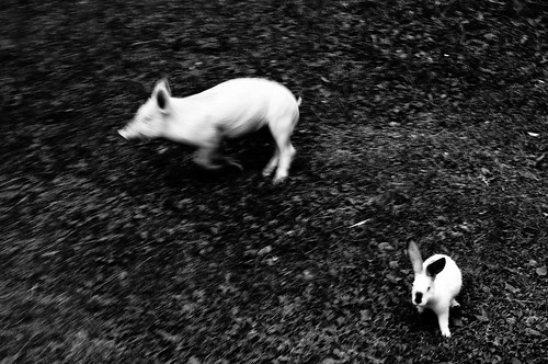 blackandwhite bw rabbit grass race pig pentax run erba pork biancoenero maiale corsa fuga coniglio porco montetoc pentaxk20d pentaxk20 caseraditta