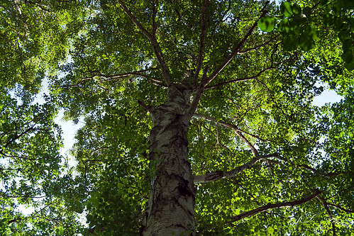nature shadows sweden natur birch björk sverige walkingpath halland falkenberg skuggar atranswe 56°53′0″n12°30′0″e dsc5214 vidätran promenadstig ataetran