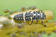 Hippodamia tredecimpunctata larvae - Photo of La Neuville-aux-Bois