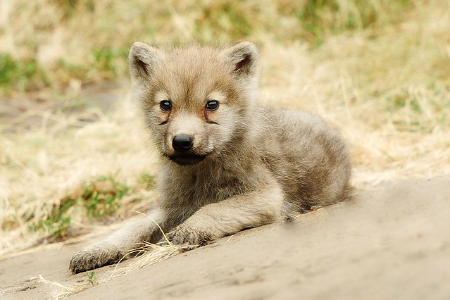 Baby Artic Wolf | Flickr - Photo Sharing! Cute Baby Arctic Wolf