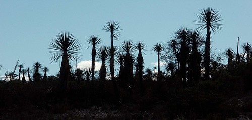 plants mountains latinamerica mexico landscapes flickr desert 2006 gps puebla succulents mex