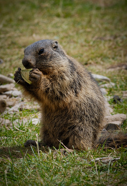Marmotte gourmande | Flickr - Photo Sharing!