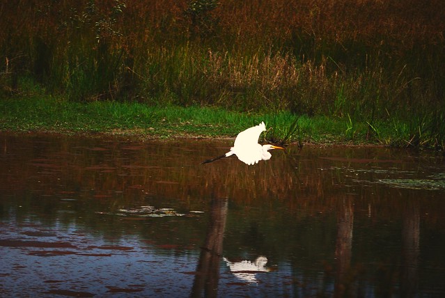 Egret in Flight at Caledon State Park, Virginia