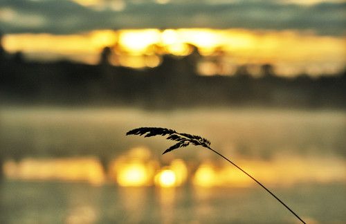 mist reed dawn loch