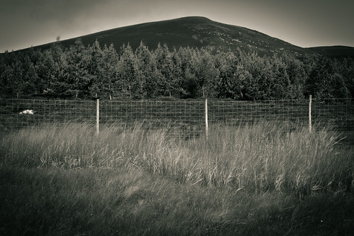 acr dark duotone environment flora arty grass highlands landscape manipulated motion nature people stacked summer trees weather colour genrearty light photography places politics scotland seasonal alness gb