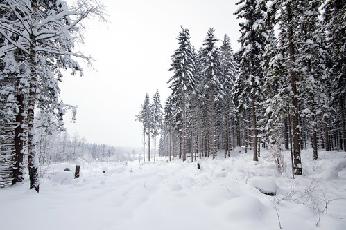 trees winter snow sweden pines sverige östergötland sigma1020mmf456exdchsm canoneos7d