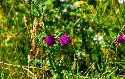 colorado highcountry thegrandmesa outrageousimages davewadsworth wherespringarrivesinjuly