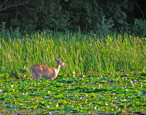 summer nature birds landscapes michigan wildlife deer wetlands milford 2011 kensingtonmetropark