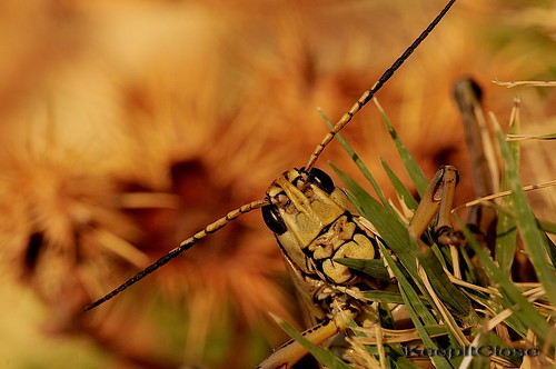 macro nikon grasshopper tamron d300 180mm keepitclose