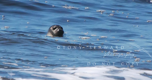 water swimming newfoundland seal harbourseal gooseberrycove