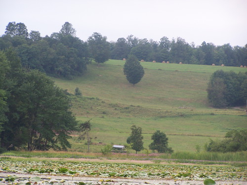 field forest pond long state farm along longpond andyarthur
