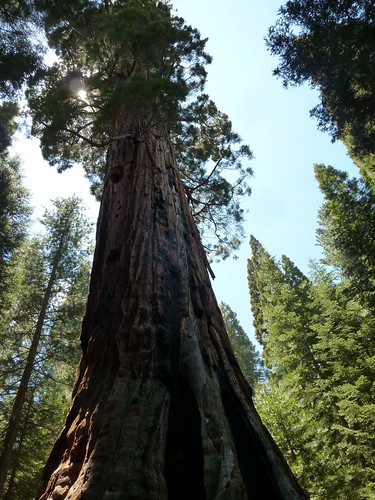 hiking sequoia boole booletree