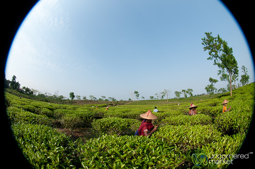 people tea bangladesh teagardens teaestates manuallabor srimongal teaplantations ruralbangladesh teapickers sylhetdivision sreemangal