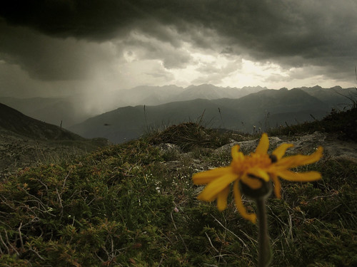mountain flower nature pyrenees