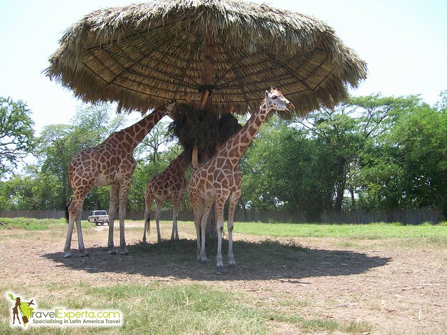 giraffe in a Safari in Florida
