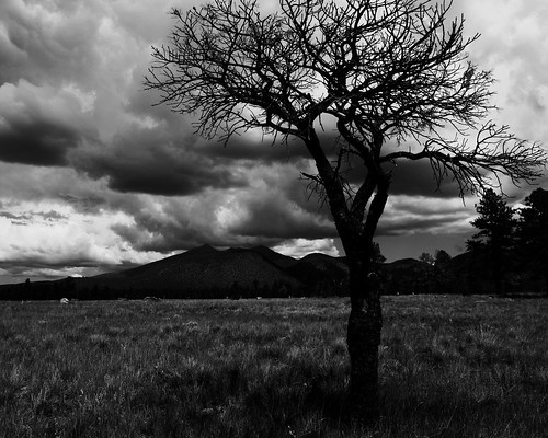 blackandwhite tree weather contrast landscape day cloudy az flagstaff monsoon sanfranciscopeaks