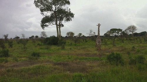 africa tanzania giraffe mikumi