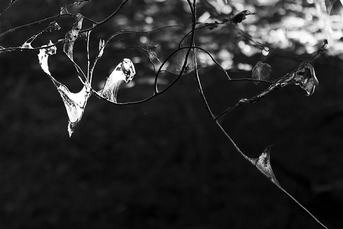 light shadow white black tree net limbs canonef100mmf28macrousm canoneos7d