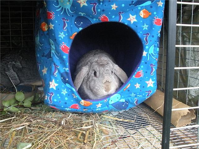 Henrietta lounging in her new Bunny Cube
