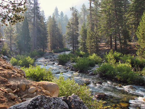 morning camping trees mist nature water creek rocks stream pines peggy campground campsite sequoianationalpark lodgepole ©allrightsreserved july2011 ©peggyhughes