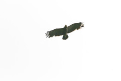 Lesser Spotted Eagle, Lac de Bouverans, France, 2006_05_23 (4 of 12).jpg - Photo of Courvières