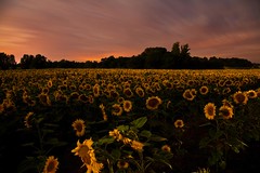 Midi-Pyrénées Sunflowers - Photo of Courrensan