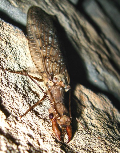 bug ct creepy dobsonfly corydaluscornutus