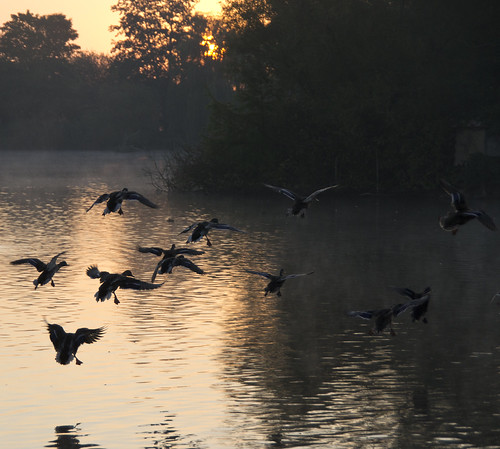 sun mist lake nature water birds sunrise duck swan oct reserve goose 2nd rise thatcham 2011 thatchamnaturereserve2ndoct2011
