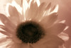 Sunflowers Infrared Pinhole 850nm - Nikon DSLR