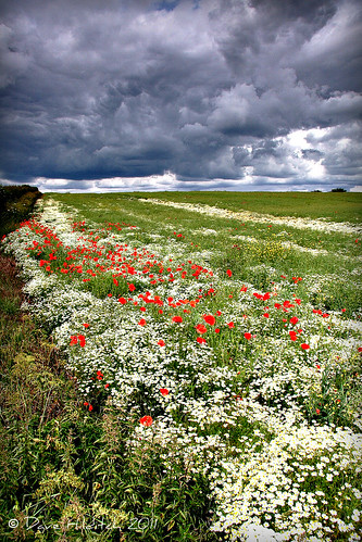 flowers nature landscapes poppies wildflowers heartfordshire magicunicornverybest trolledproud fleursetpaysages