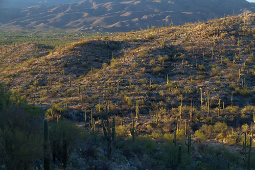 arizona cameras canoneos7d places saguaronationalpark usa geo:lat=3219652862 geo:lon=11070582986 geotagged tucson unitedstates