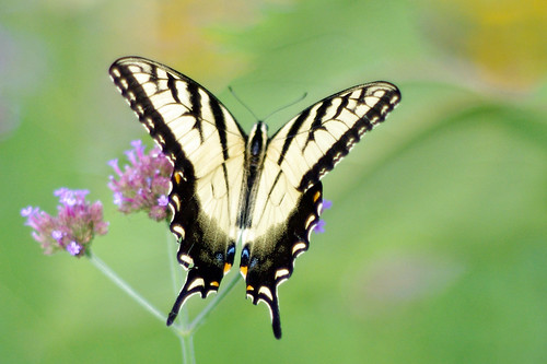 male butterfly pentax easterntigerswallowtail pentaxkx smcpentaxm11750mm