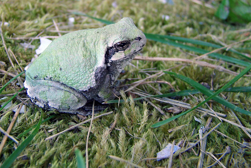 autumn green nature rural wildlife frog september manitoba treefrog 2011