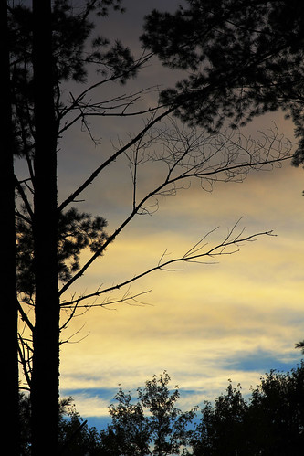 sunset sky nature pine clouds forest woods